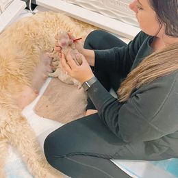 Cavapoos and Goldendoodles from Home Grown Puppies