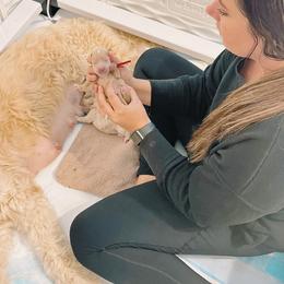 Cavapoos and Goldendoodles from Home Grown Puppies