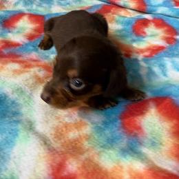 Coco-Runt - Chocolate and tan female Dachshund puppy in Ft Dodge, Iowa from Secret Reality
