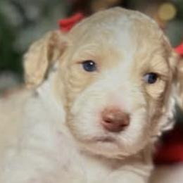 Labradoodles from Little Doods in Monterey