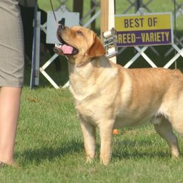 Labrador Retriever All Grown Up from Brookeridge Labs