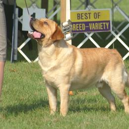 Labrador Retriever All Grown Up from Brookeridge Labs