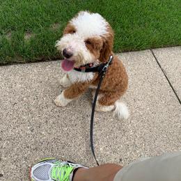 Maple - female Australian Mountain Doodle puppy in Grand Rapids, Michigan from The Kindred K9