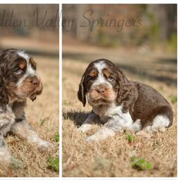 Rocky - Tri-Roan male English Springer Spaniel puppy in Westminster, South Carolina from Hidden Valley Springers