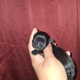 Girl 2 - Black and white female Shih Tzu puppy in Birmingham, Alabama from K&D kennels