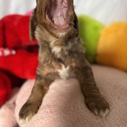 Bernedoodle, Cockapoo, and Goldendoodle Puppies from Avery Doodle Day LLC
