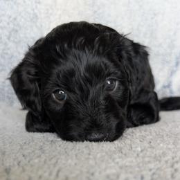 Girl 2 - female Goldendoodle puppy in Englewood, Ohio from The Golden Aussie Co.