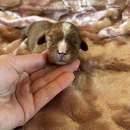 Desi - Ruby male Cavalier King Charles Spaniel puppy in Knoxville, Tennessee from Rocky Top Cavapoos