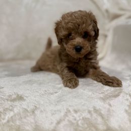 Mollie - Apricot female Poodle puppy in Auburn, Georgia from Southern Poodles