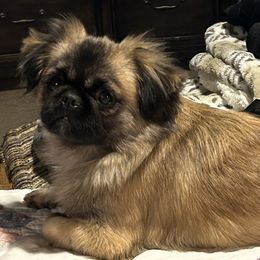 Nova - Pekingese