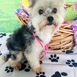 Buddy - Biewer Terrier