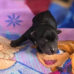 Boy 1 - Black and tan male Yorkshire Terrier puppy in White Pigeon, Michigan from Kathys Yorkie and Shih-tzu Cuties