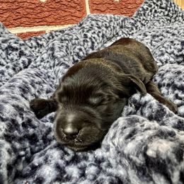Goldendoodle and Poodle Puppies from SnickerDoodlePups