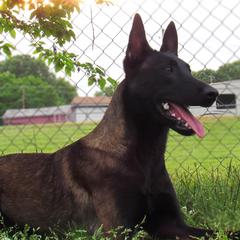 Belgian Malinois from E-Quality Kennels