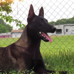 Belgian Malinois from E-Quality Kennels