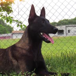 Belgian Malinois from E-Quality Kennels