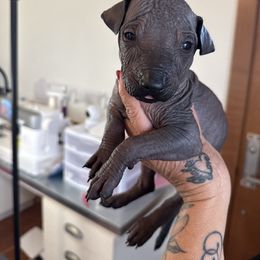 Boy 1 - Slate male Xoloitzcuintli puppy in Payson, Utah from Jodi Zobell's Xoloitzcuintli