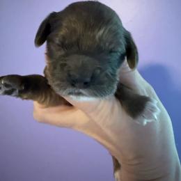 Rue - Merle female Cockapoo puppy in Williamston, South Carolina from Sassy Bob’s Dogs