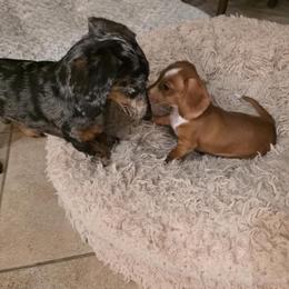 Dachshund Puppies from Witchy Woman’s Wiener’s