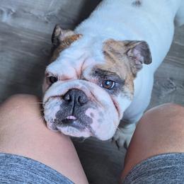 Daisy - Bulldog