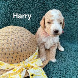 Harry - Apricot male Goldendoodle puppy in Conroe, Texas from Tails of Cypress