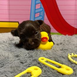 Woody - Liver male Yorkshire Terrier puppy in Dallas, Texas from JBzPawz