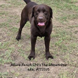 Atticus - Labrador Retriever