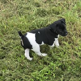 The green machine - Black white and tan male Rat Terrier puppy in Ft Smith, Arkansas from Live Wire Rat Terriers