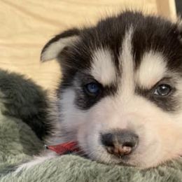 Companion Crosses from Sissy’s Husky Pups