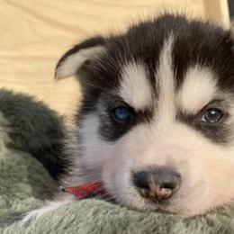 Companion Crosses from Sissy’s Husky Pups