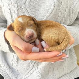 Mijo - Apricot male Cavapoo puppy in Aiken, South Carolina from Cavapoos of the Carolinas