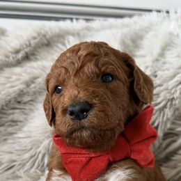 Goldendoodle Puppies from Ankeny Doodles