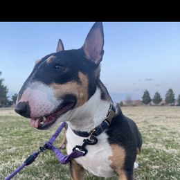 Nina - Miniature Bull Terrier