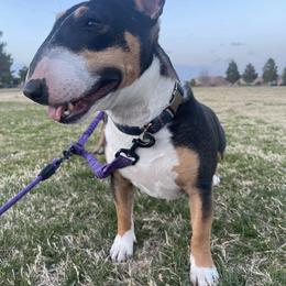 Nina - Miniature Bull Terrier