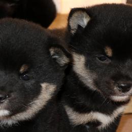 Shiba Inu and Yorkshire Terrier Puppies from Royal Kennels