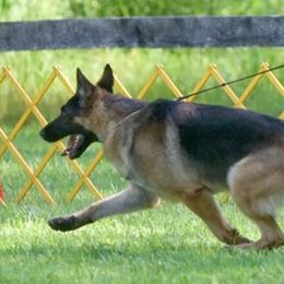 German Shepherds from Wonderland Kennel