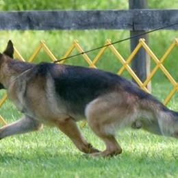 German Shepherds from Wonderland Kennel