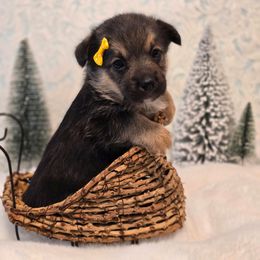 Luna - Black and tan female Companion Cross puppy in Austin, Texas from Cutest Corgi's of Austin