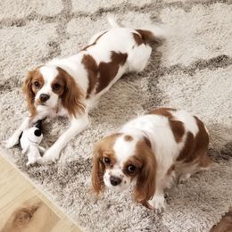Cavalier King Charles Spaniels from Southern California Cavaliers