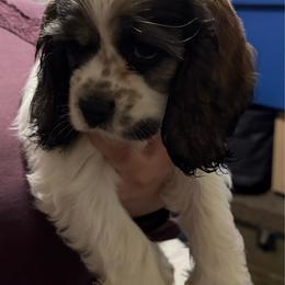 Elaine - Sable and white female Cocker Spaniel puppy in Bliss, New York from AK Another Shot Kennel