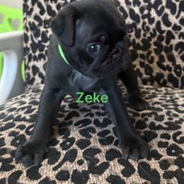 Zeke neon green collar - Black male Pug puppy in Deer Park, Texas from Butler Pugs and Frenchies