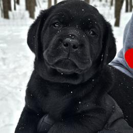 Boy 2 - Black male Labrador Retriever puppy in Plainwell, Michigan from Preuss Puppies