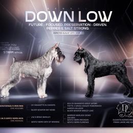 BLK Boy 4 - Black male Giant Schnauzer puppy in Bois D’arc, Missouri from Down Low Kennels