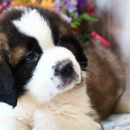 Saint Bernards from Horseshoe Drive Kennel