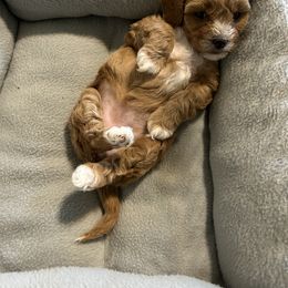 Cavapoo and Maltipoo Puppies from Cuddly Cavapoos Texas