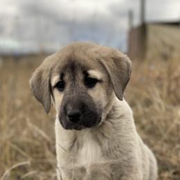Anatolian Shepherd Dog Puppies from Wild Rooster Family Farm – AKC Anatolian Shepherd Breeder, OFA Health Tested