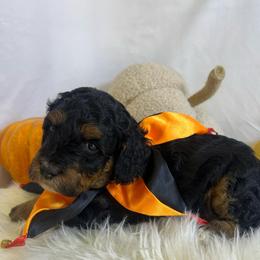 Sayler - Phantom male Goldendoodle puppy in Boaz, Alabama from Doodles All Day