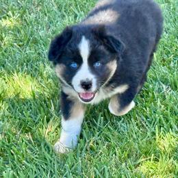 Feather - Black tri-color female Australian Shepherd puppy in California from Eagle River Aussies