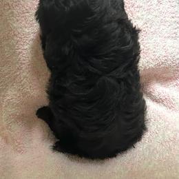Australian Shepherd and Shih Tzu Puppies from Ford Hollow Farms Shih Tzus and Australian Shepherds