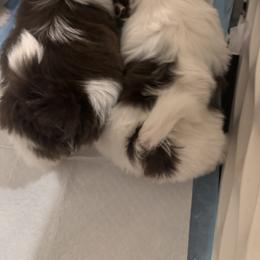 Shih Tzu Puppies from Wood Foo Breeders